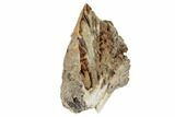 Agatized Fossil Coral Geode - Florida #188140-2